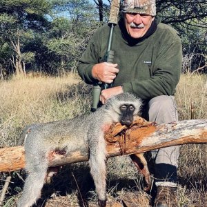 Vervet Monkey Hunting South Africa