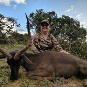 Impala Hunt Eastern Cape South Africa