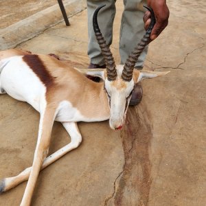 Springbok Hunting South Africa