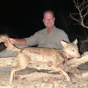 Side Striped Jackal Hunting Chad