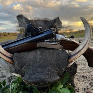 Warthog Hunt Uganda