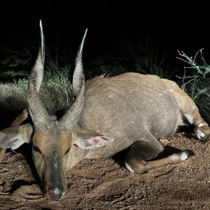 Bushbuck Hunt South Africa