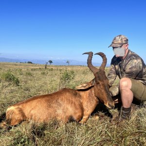 Red Hartebeest Hunt South Africa