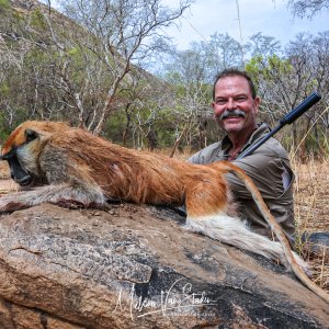 Patas Monkey Hunt Chad