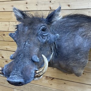 Warthog Wall Pedestal Mount Taxidermy