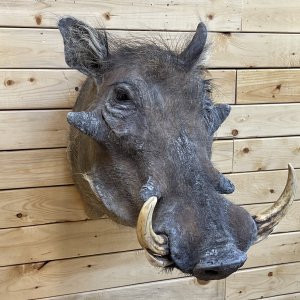 Warthog Wall Pedestal Mount Taxidermy