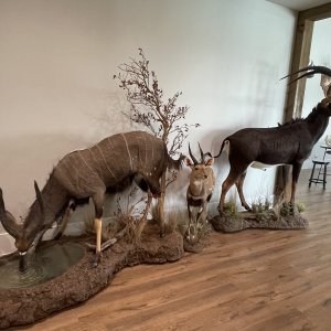 Sable, Nyala & Bushbuck Full Mount Taxidermy