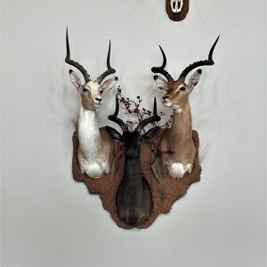 Impala Trio Cluster Mount Taxidermy