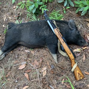 Pig Hunting