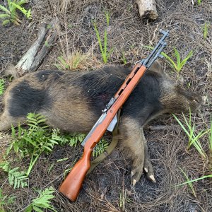 Pig Hunting