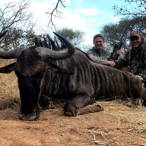 Blue Wildebeest Hunt South Africa