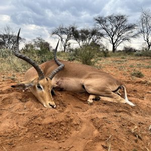 Impala Hunt South Africa