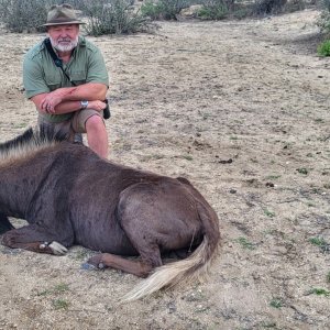 Black Wildebeest Hunt Namibia