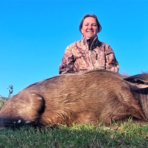 Hunting Bushbuck Eastern Cape South Africa