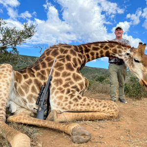 Giraffe Hunt South Africa