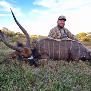 Nyala Hunt South Africa