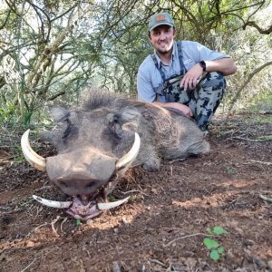 Warthog Hunt South Africa