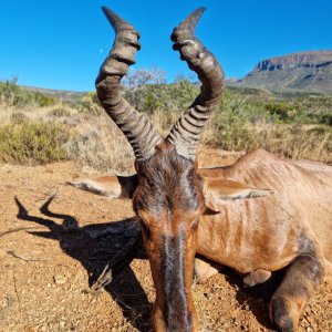 Hartebeest Hunt South Africa