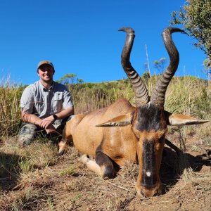 Hartebeest Hunt South Africa