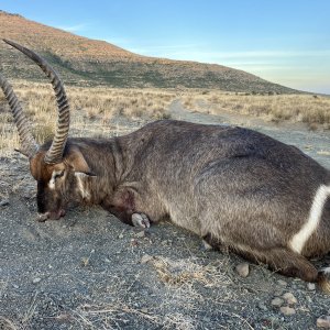 Waterbuck Hunt South Africa