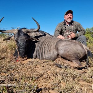 Blue Wildebeest Hunt South Africa