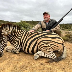 Zebra Hunt South Africa