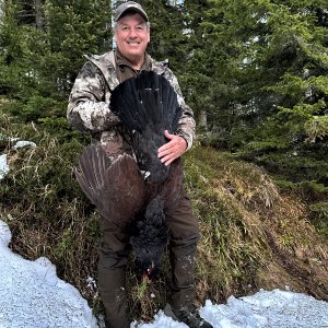 Capercaillie Grouse Hunting Austria