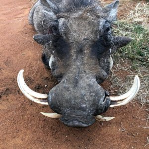 Warthog Hunt South Africa