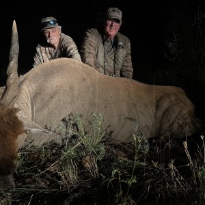 Eland Hunt Namibia