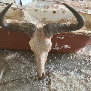 Blue Wildebeest Skull