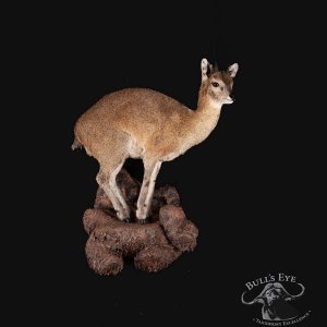 Klipspringer