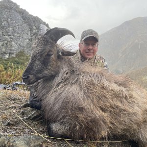 New Zealand Tahr Hunt