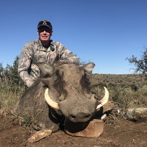 Warthog Hunt South Africa