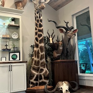 Giraffe Pedestal Mount Taxidermy