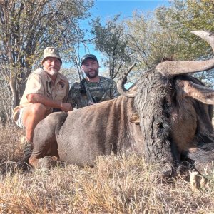 Hunting Blue Wildebeest South Africa