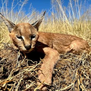 Caracal with Zana Botes Safari