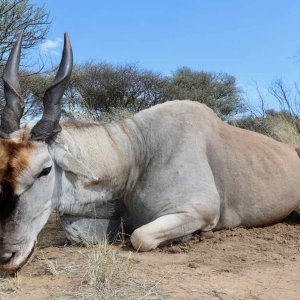 Eland With Zana Botes Safari