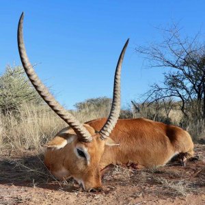 Lechwe with Zana Botes Safari