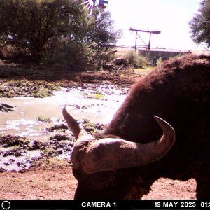 Buffalo Trail Camera South Africa