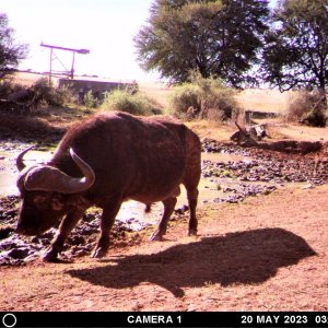 Buffalo Trail Camera South Africa