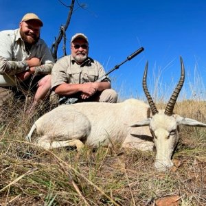 White Blesbok Hunt South Africa