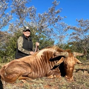 Golden Wildebeest Hunt South Africa