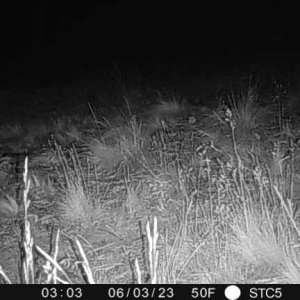 Mountain Lion Trail Camera