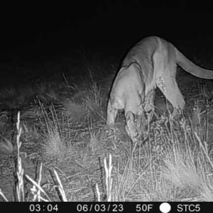 Mountain Lion Trail Camera