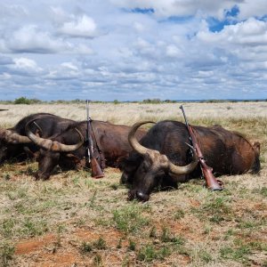 Buffalo Hunting