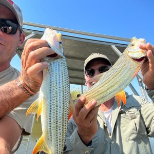 Fishing Tiger Fish Botswana