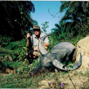 Asian Water Buffalo Hunt