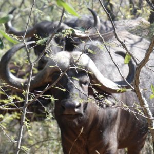 Buffalo South Africa