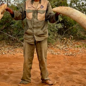 Botswana Elephant