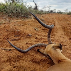 Impala Hunting South Africa